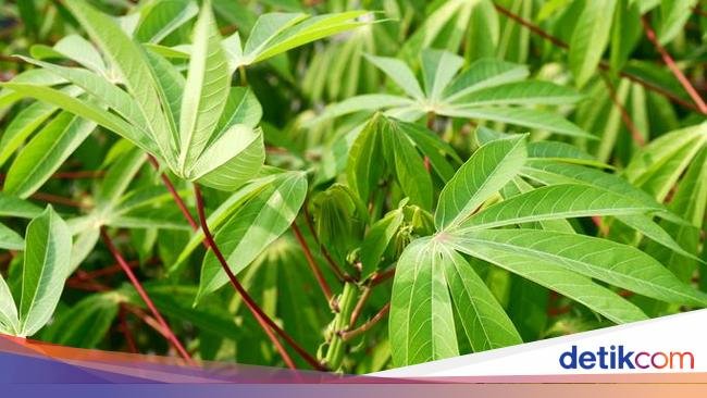 5 Kandungan Nutrisi Daun Singkong yang Bantu Turunkan Berat Badan