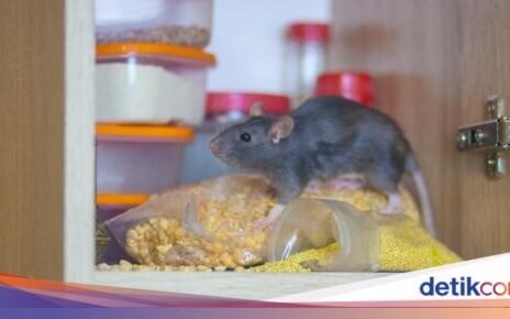 Hati-hati! 5 Makanan Ini Bisa Mengundang Tikus Masuk ke Dapur