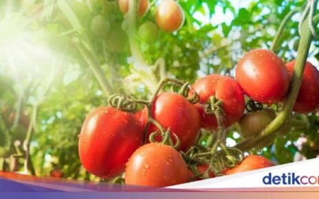 3 Sayuran Ini Membuat Asam Lambung Naik, Penderita GERD Wajib Tahu