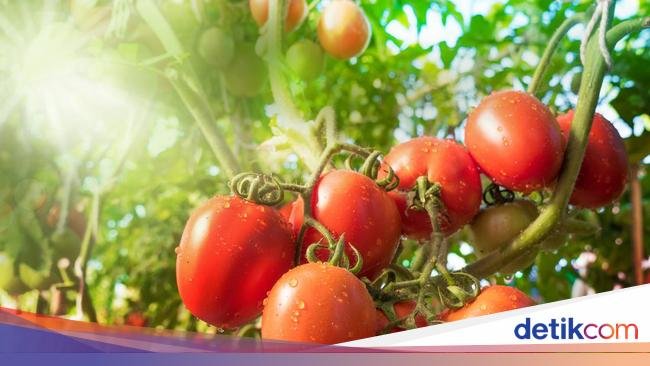 3 Sayuran Ini Membuat Asam Lambung Naik, Penderita GERD Wajib Tahu