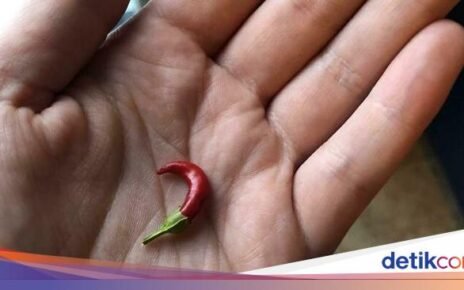 10 Hasil Panen Gagal yang Bentuknya Mini dan Bikin Ngakak