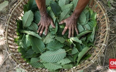 Pengusaha Teriak Karena Gagal Ekspor Ribuan Ton Kratom