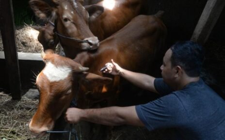 Kementan Jamin Stok Daging Saat Ramadhan Tak Terganggu Kasus PMK