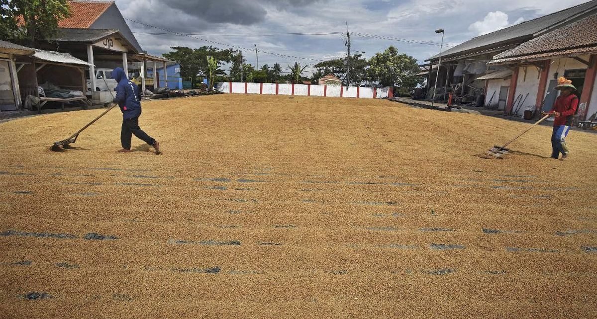 Harga Gabah Anjlok di Kaltara, Petani Teriak