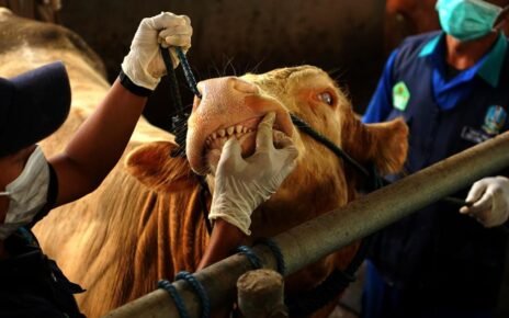 12 Ribu Sapi Terserang PMK di Jatim, 689 Ekor Mati