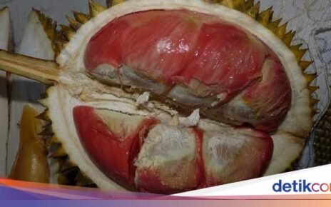 Wajib Coba! Ini 5 Jenis Durian Paling Enak Asli Indonesia
