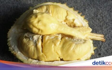 Durian Asli Indonesia yang Berdaging Tebal dan Legit Creamy Rasanya
