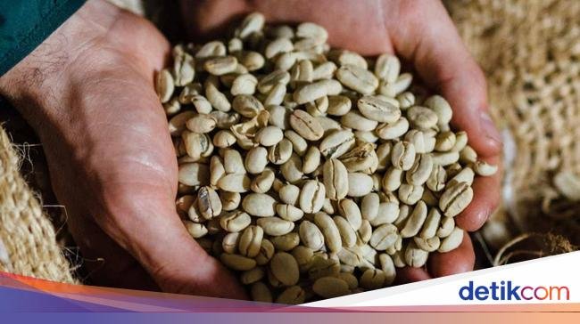Mengenal Typica, Kopi Arabika Tertua di Dunia yang Kini Langka