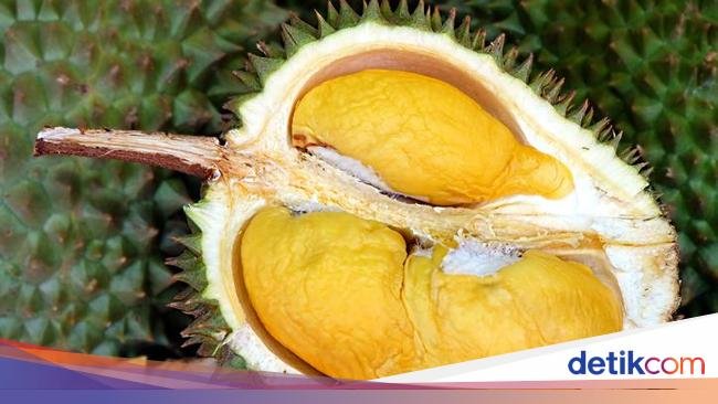 10 Varietas Durian Malaysia, D24 hingga Musang King