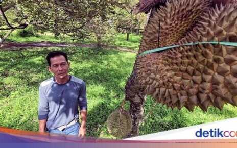 Mantap! Kebun Durian di Sukabumi Ditanami Musang King hingga Duri Hitam