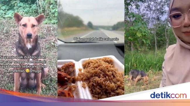 Mulia! Pasutri Rela Berkendara Jauh Demi Beli Makanan Untuk Anjing Liar