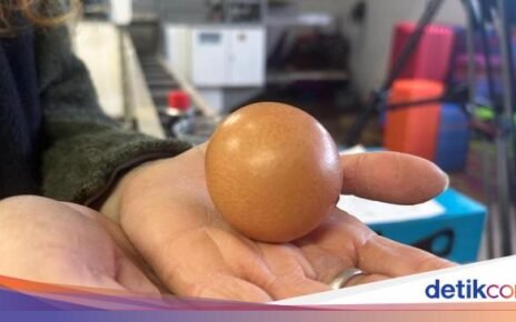 Peternak Ini Temukan Telur Ayam Bulat Sempurna yang Ditawar Rp 4 Juta