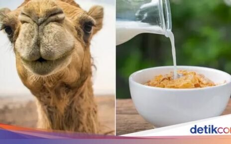 Susu Unta Bisa Jadi Pengganti Susu Sapi, Ini Khasiat dan Nutrisinya