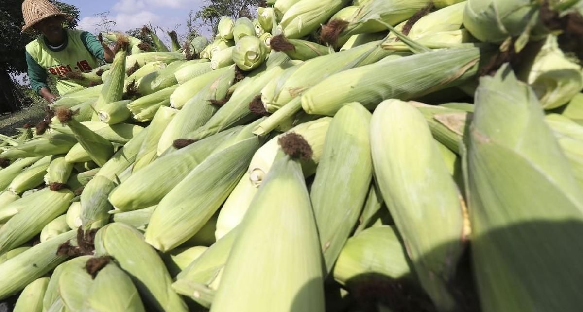 HPP Jagung Resmi Naik Jadi Rp5.500 per Kg