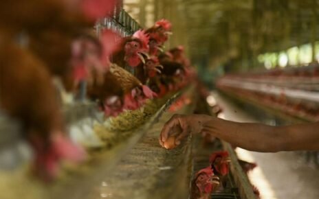 Peternak Mengeluh Rugi Imbas Ayam Tak Terserap Makan Bergizi Gratis