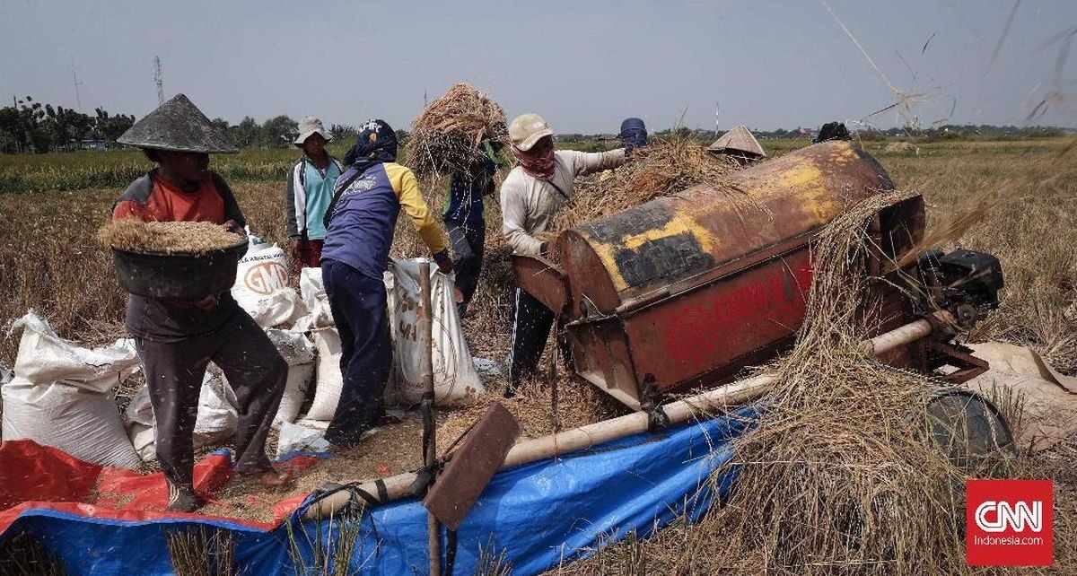 TNI Ikut Kawal Penjualan Gabah Petani Minimal Rp6.500 per Kg