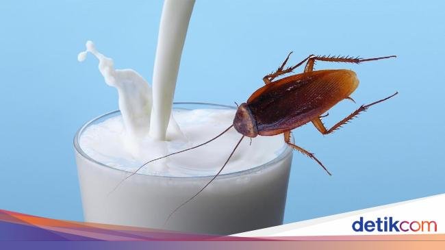 Susu Kecoak untuk Masa Depan hingga Resto Milik Selebgram Bangkrut