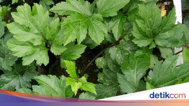 Bapak-bapak! 5 Rempah Ini Bisa Tingkatkan Sperma dan Atasi Disfungsi Ereksi