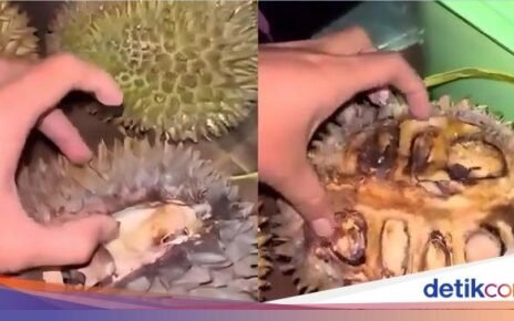 Apa Itu Durian Tewel yang Viral di Pasar Cheng Ho?