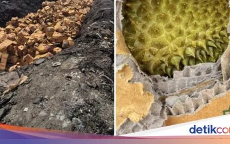 Duh! 60 Ton Durian Dikubur Gegara Mengandung Pewarna Kuning