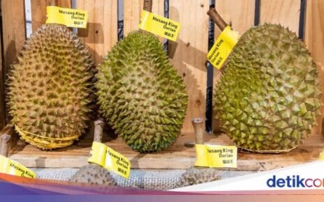 Mengenal Keistimewaan Durian Musang King, Raja Buah dari Negeri Jiran