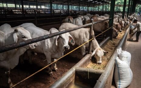 Penampakan Tempat Karantina Sapi Impor di Purwakarta