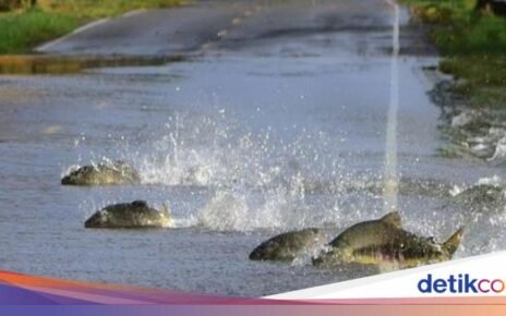 Fenomena Unik! Puluhan Ikan Salmon Menyebrang Jalan saat Banjir