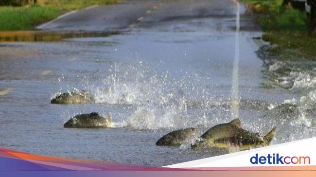 Fenomena Unik! Puluhan Ikan Salmon Menyebrang Jalan saat Banjir