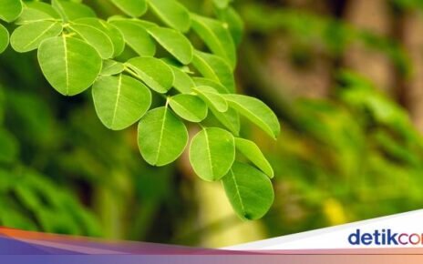 Manfaat Daun Kelor dalam Al-Quran dan Resep Mudah Mengolahnya