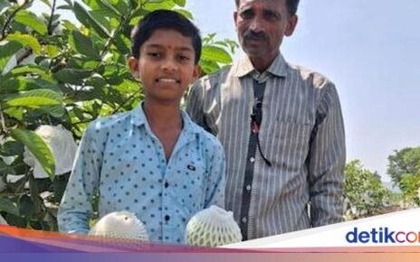 Budidaya Jambu Biji, Petani Ini Raih Omzet Rp 375 Juta Setahun