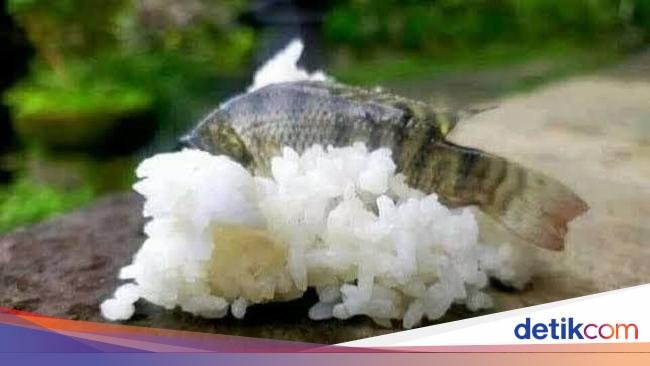 Kocak! 10 Kreasi Makanan Jepang apa Lokal yang Bikin Ngakak