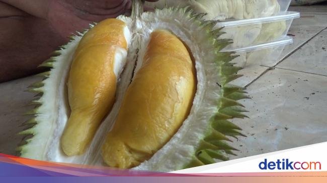 Dagingnya Tebal! Ini Durian Oranye Rp 50 Ribuan Khas Gunung Semeru
