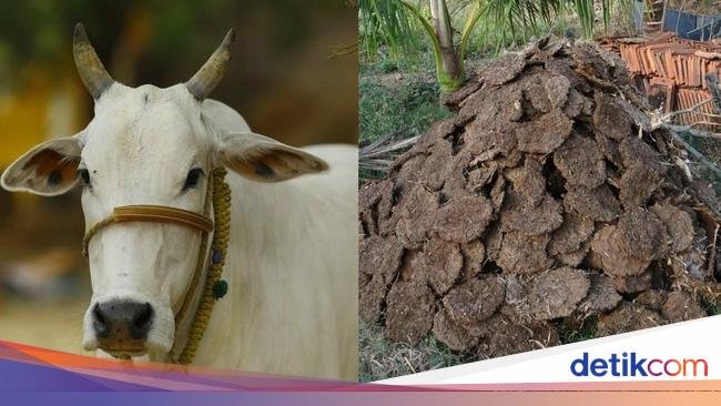 Orang Bangladesh Masak Pakai Kotoran Sapi untuk Pengganti Kayu Bakar