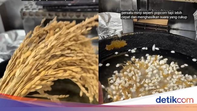 Eksperimen Goreng Padi dalam Minyak Panas, Ini Hasilnya