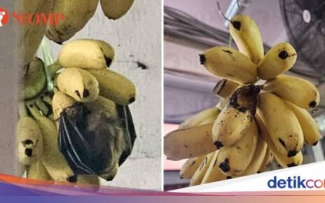 Pisangnya Dimakan Kelelawar, Toko Buah Ini Jadi Sorotan