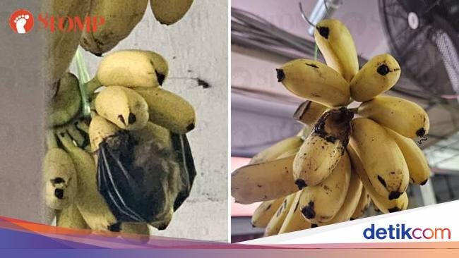 Pisangnya Dimakan Kelelawar, Toko Buah Ini Jadi Sorotan