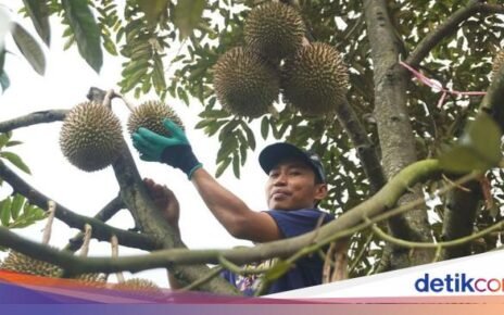 Seru! Di Jombang Bisa Petik Langsung Durian Bawor hingga Duri Hitam
