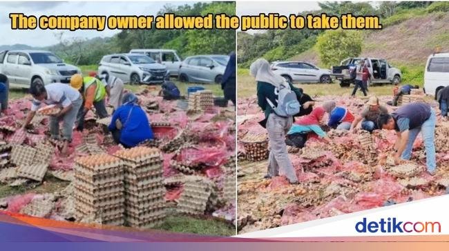 Truk Bawa 78 Ribu Telur Terguling, Pemilik Izinkan Warga Ambil Telur Gratis