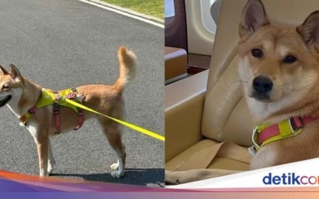 Wanita Ini Tuntut Orang yang Masak dan Makan Anjing Peliharaannya