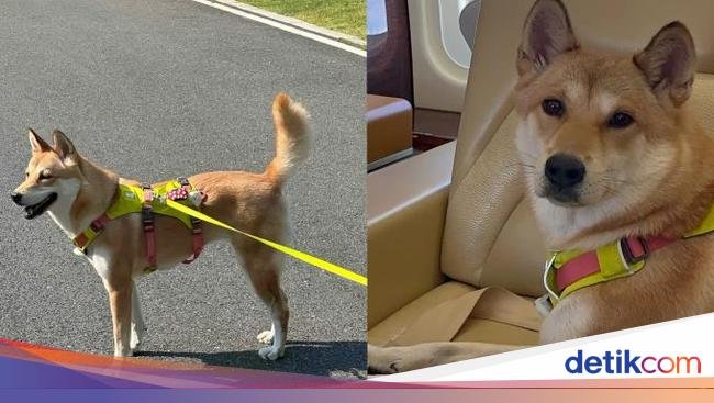 Wanita Ini Tuntut Orang yang Masak dan Makan Anjing Peliharaannya