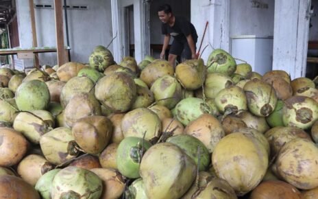 Buka-bukaan Pengusaha soal Kelangkaan Kelapa Bulat Picu PHK