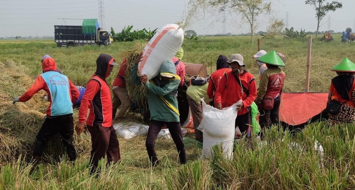 Tertinggi dalam 10 Tahun, Bulog Serap 725 Ribu Ton Gabah Petani