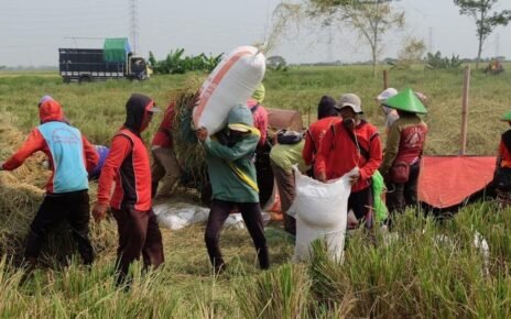 Tertinggi dalam 10 Tahun, Bulog Serap 725 Ribu Ton Gabah Petani