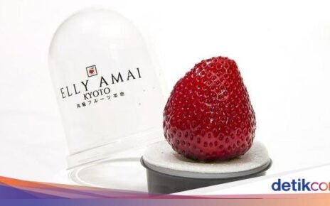 4 Fakta Stroberi Tochiaika yang Harganya Rp 300 Ribu per Buah