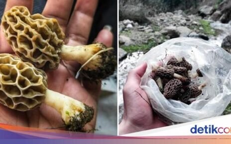 Jenis Jamur Langka Asal India Ini Harganya Rp 7,7 Juta per Kg