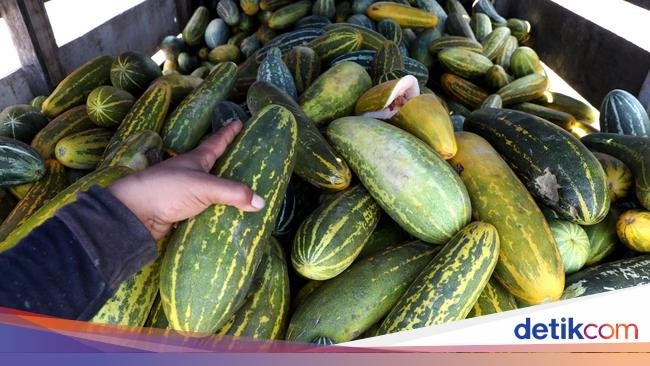 Selain Kurma, Ini 6 Buah-buahan yang Diminati saat Ramadan