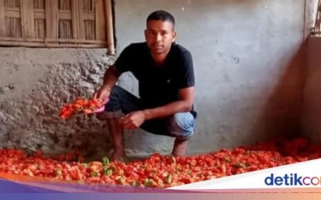 Cuan! Petani Semangka dan Cabai Raup Untung Rp 7,5 Juta Tiap Panen