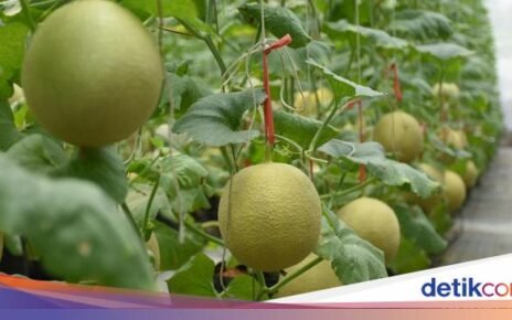 7 Jenis Melon Terpopuler di Tanah Air, Pernah Coba yang Mana?