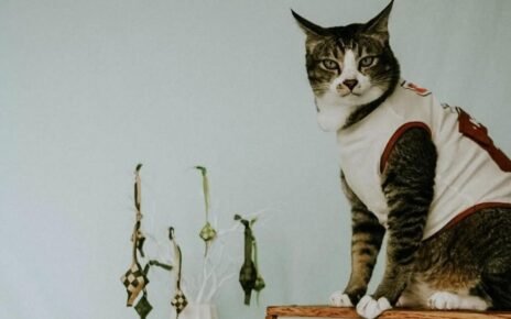 Sukses UMKM asal Garut Produsen Pakaian Kucing di Shopee