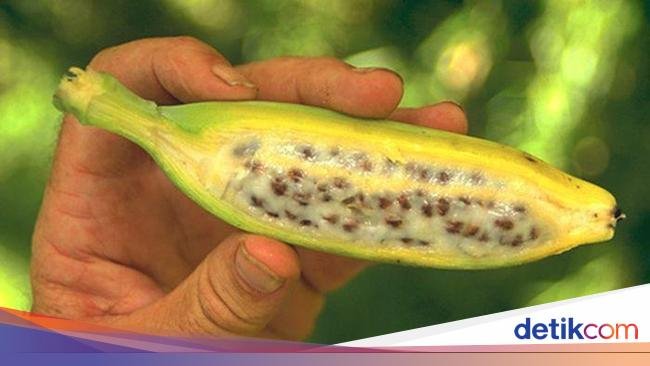 10 Varietas Pisang Unik yang Termasuk Langka di Dunia